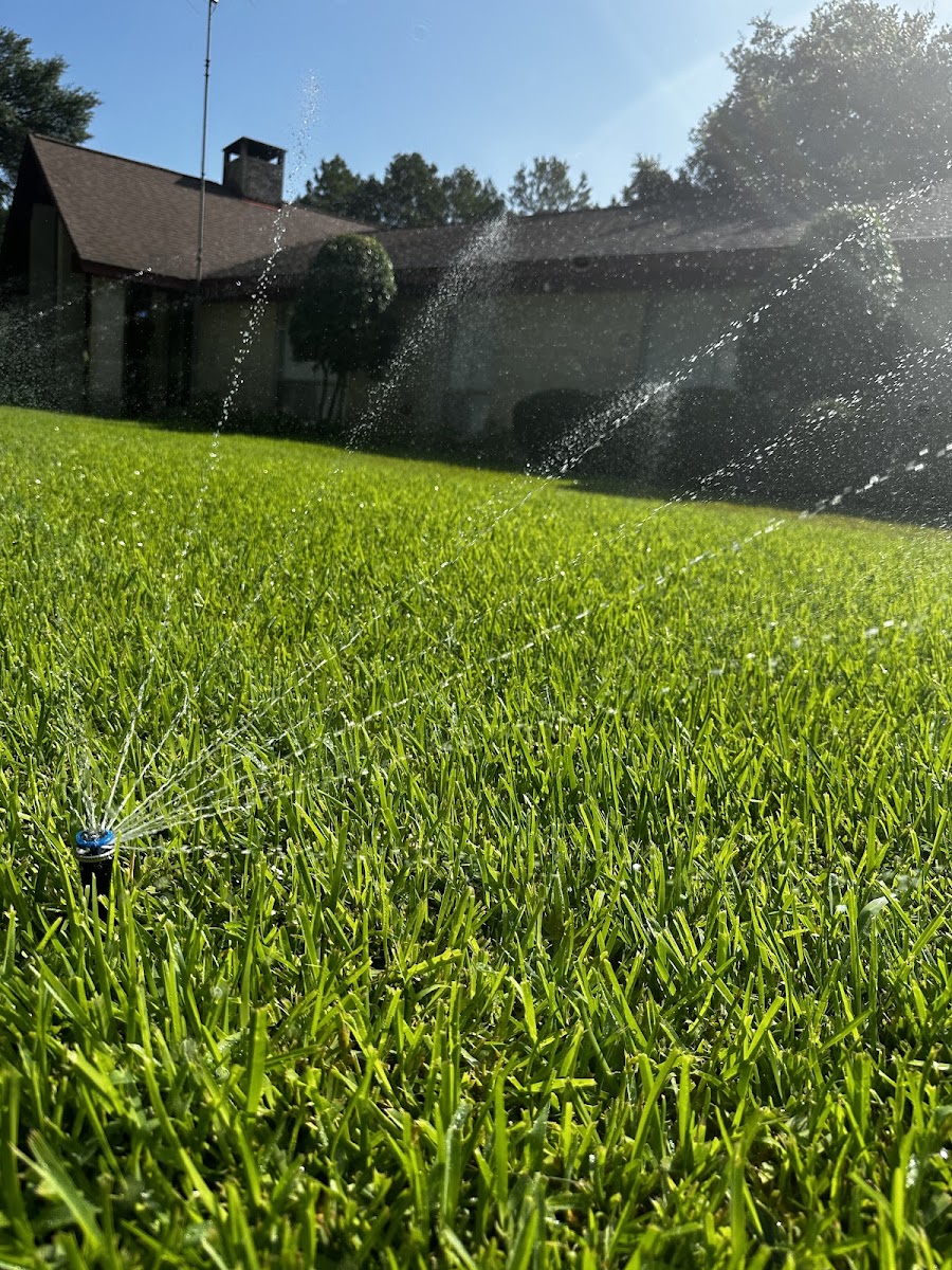 Sprinkler head running, watering a green lawn under blue sky